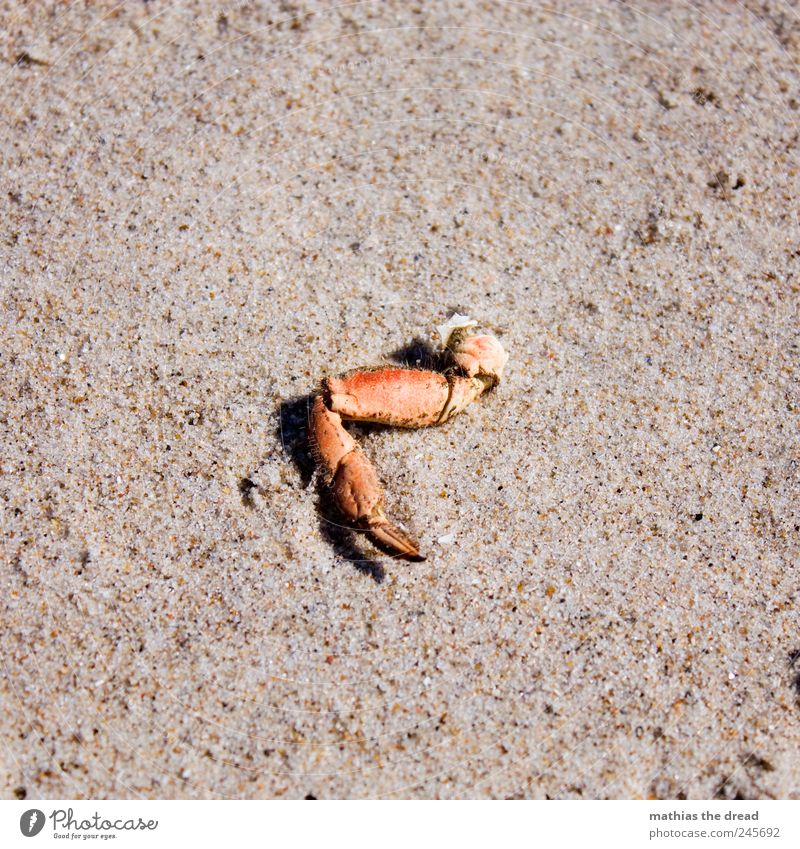 DENMARK - IV Environment Nature Landscape Sand Beautiful weather Beach Animal Gloomy Dry Parts of body Legs Claw Shrimp Death Flotsam and jetsam Red