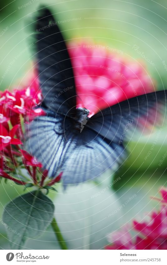 butterfly Summer Environment Nature Beautiful weather Plant Flower Leaf Blossom Garden Park Meadow Animal Butterfly 1 Flying Exotic Speed Black Love of animals