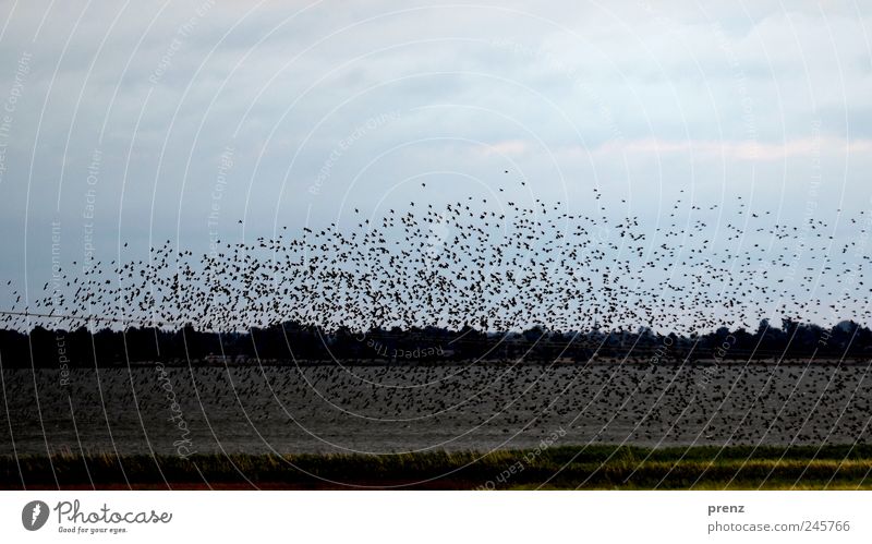 Starlings - Darss Animal Sky Bird Flock Flying Blue Black Many Boddenlandscape NP Ahrenshoop Landscape Water Floating Colour photo Exterior shot Morning Day