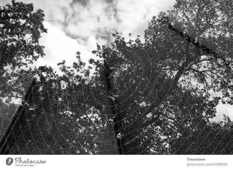 tree cathedral Environment Nature Plant Sky Clouds Beautiful weather Tree Park Forest Gray Black White Emotions Tall Sunshade Pattern Double exposure Respect