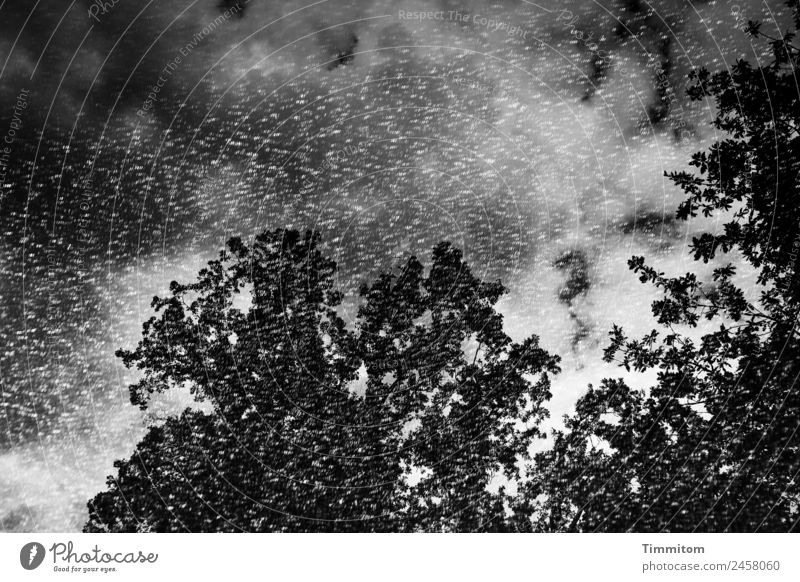 summer heat Environment Nature Landscape Sky Clouds Sunlight Summer Beautiful weather Tree Park Looking Dream Gray Black White Sunshade Double exposure Sadness
