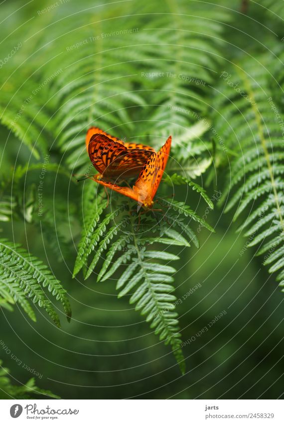 two emperor's cloak Plant Animal Summer Beautiful weather Fern Forest Butterfly 2 Pair of animals Sit Happy Natural Green Orange Nature Affection