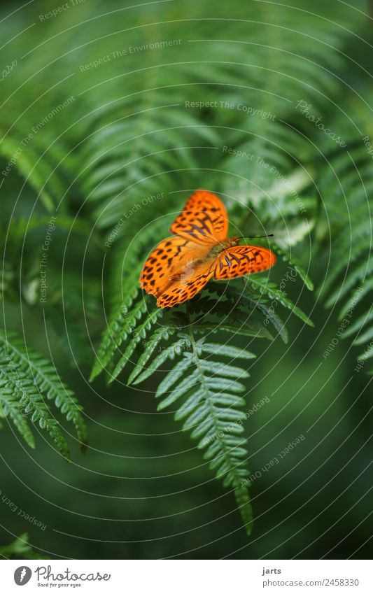 Beauty I Plant Animal Fern Forest Wild animal Butterfly 1 Sit Elegant Exotic Free Beautiful Natural Green Orange Nature Silver-washed fritillary Colour photo