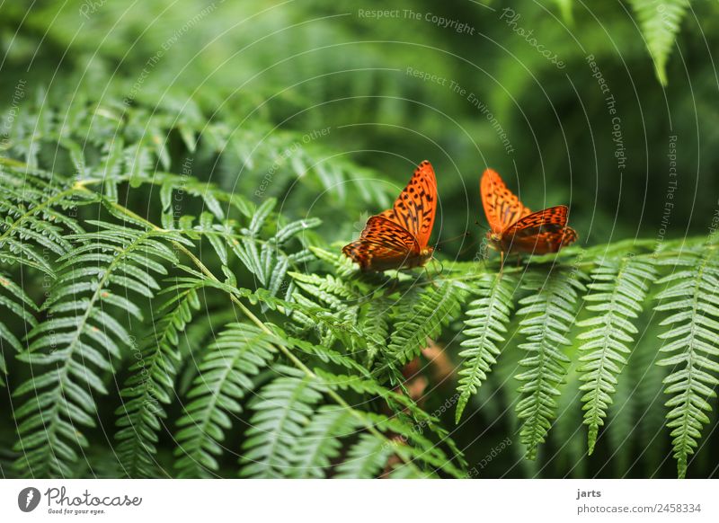 two Plant Animal Summer Beautiful weather Fern Forest Wild animal Butterfly 2 Natural Green Orange Nature Silver-washed fritillary Colour photo Exterior shot