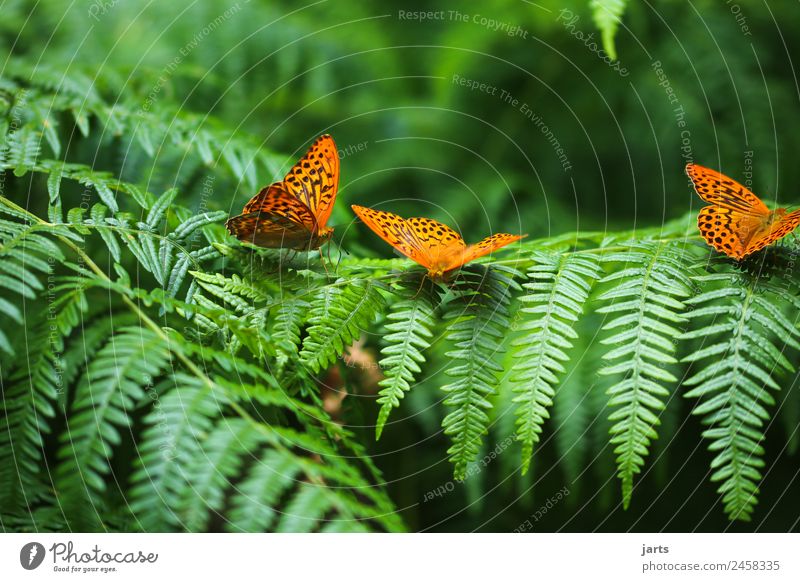 Three Plant Animal Summer Beautiful weather Fern Forest Wild animal Butterfly 3 Natural Green Orange Nature Silver-washed fritillary Colour photo Exterior shot