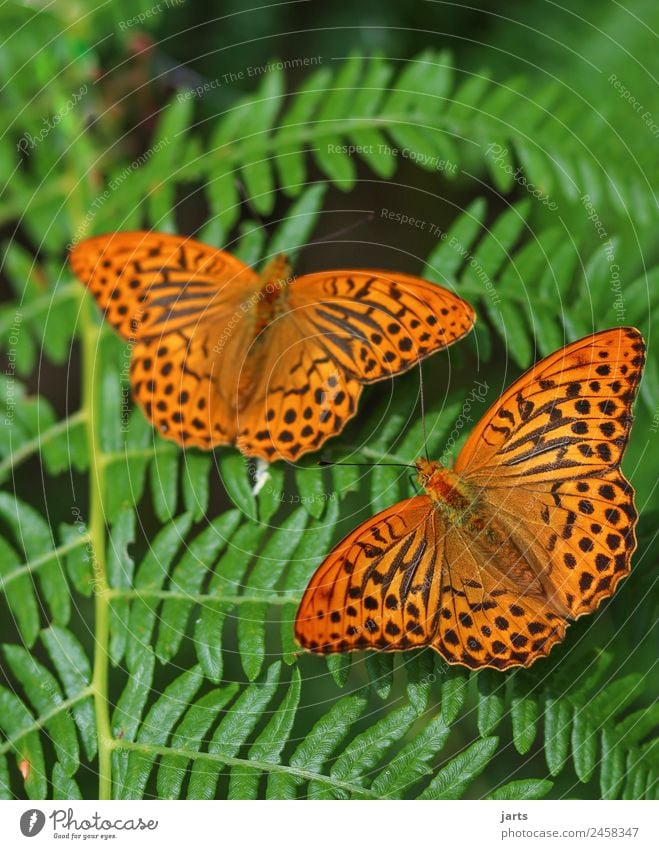Together Nature Plant Animal Summer Beautiful weather Fern Forest Wild animal Butterfly 2 Pair of animals Free Colour photo Exterior shot Close-up Deserted