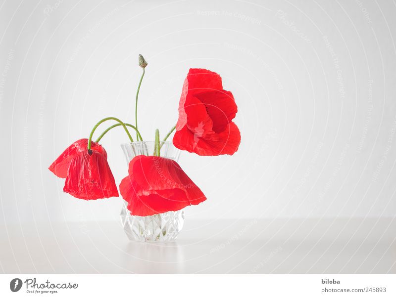 monday Poppy Poppy blossom Flower stalk 3 Green Red White Mother's Day Decoration Colour photo Interior shot Deserted Copy Space right Neutral Background