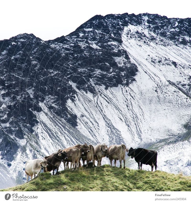 vantage point Landscape Animal Summer Alps Mountain Snowcapped peak Farm animal Cow Herd Observe Relaxation Going Looking Stand Hiking Wait Esthetic Exceptional
