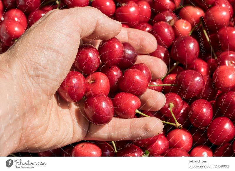 cherry harvest Food Fruit Organic produce Man Adults Hand Fingers Summer To hold on Fresh Delicious Red Cherry Harvest Mature Candy Fruity Many Colour photo