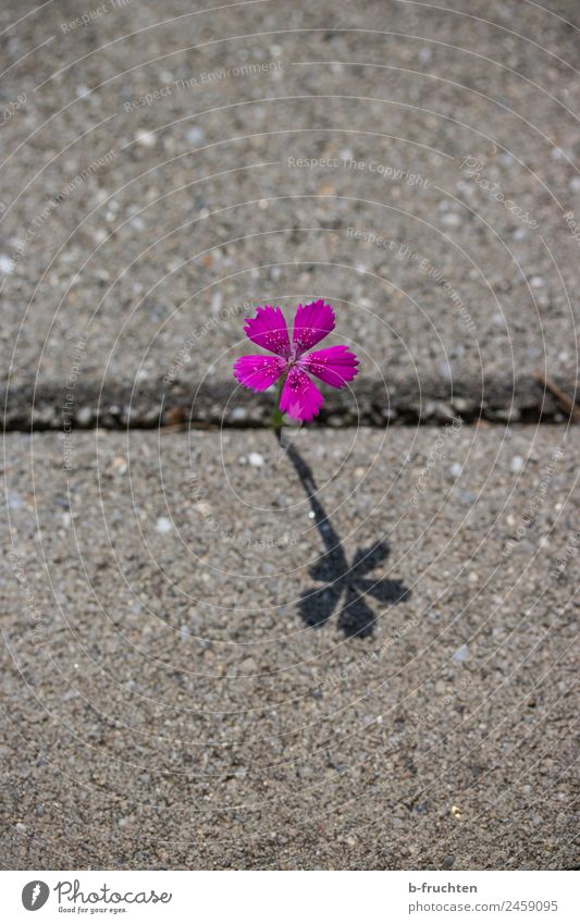 solitary flower Flower Blossom Places Wall (barrier) Wall (building) Street Lanes & trails Discover Elegant Fresh Uniqueness Loneliness Concrete slab Growth
