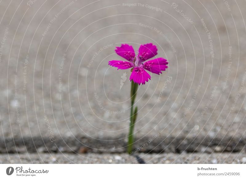 Pink flower in a cobblestone crevice Summer Plant Flower Blossom Park Wall (barrier) Wall (building) Concrete Stand Growth Free Curiosity Violet Discover Town