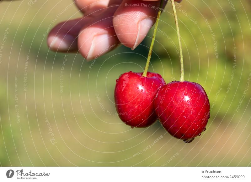 cherries Food Fruit Organic produce Healthy Eating Hand Fingers Summer To hold on Fresh Cherry Garden Pick Delicious Candy Colour photo Exterior shot Close-up