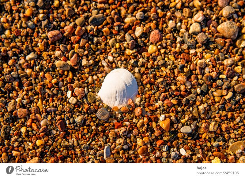 Pebble on the beach with shell Design Beach Baltic Sea Mussel Tourism Mussel shell White centered Nature Vacation & Travel Background picture Gravel beach