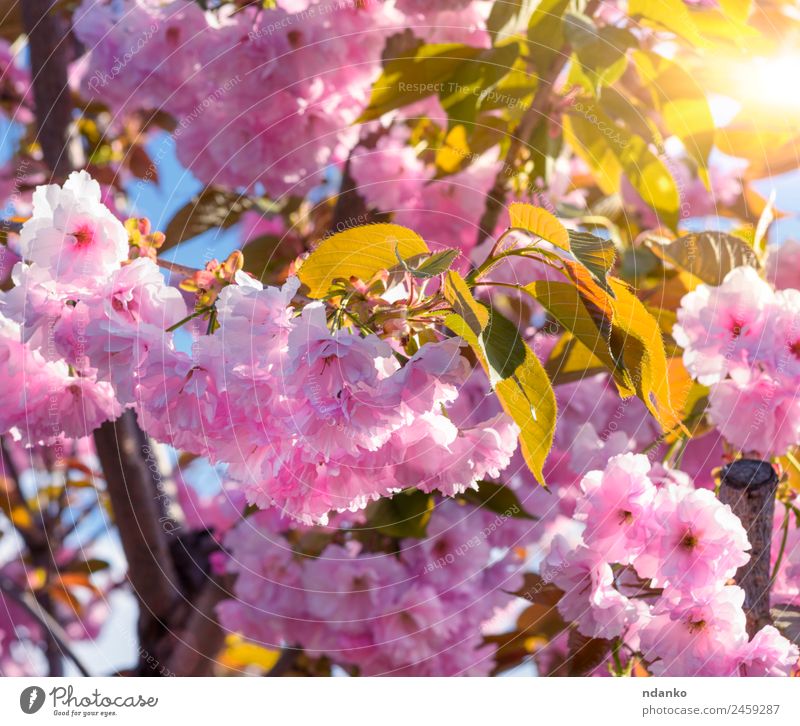 flowering branch of a pink cherry Garden Nature Plant Tree Flower Blossom Park Blossoming Fresh Natural Soft Pink Cherry spring sakura background blooming
