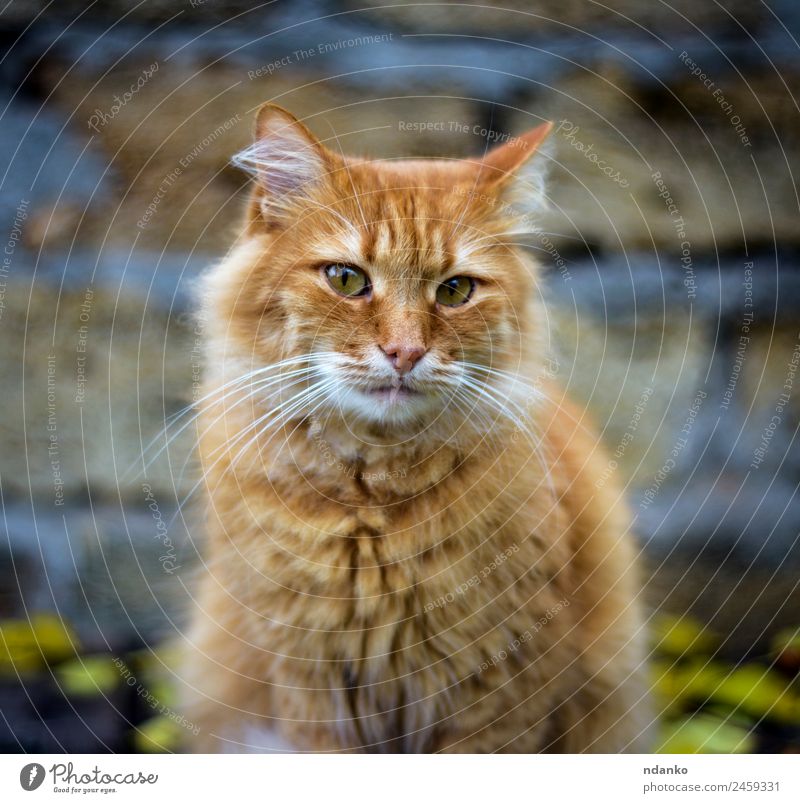 sad fluffy red cat Animal Pet Cat Funny Cute Yellow Red Sadness orange background Domestic Delightful Lie (Untruth) ginger Beauty Photography young big