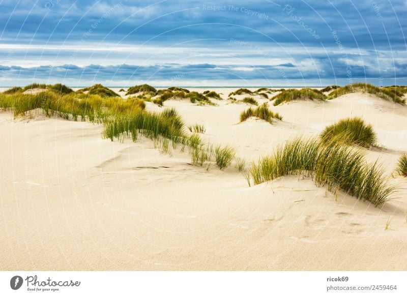 Landscape with dunes on the island of Amrum Relaxation Vacation & Travel Tourism Beach Ocean Island Nature Sand Clouds Autumn Coast North Sea Blue Yellow