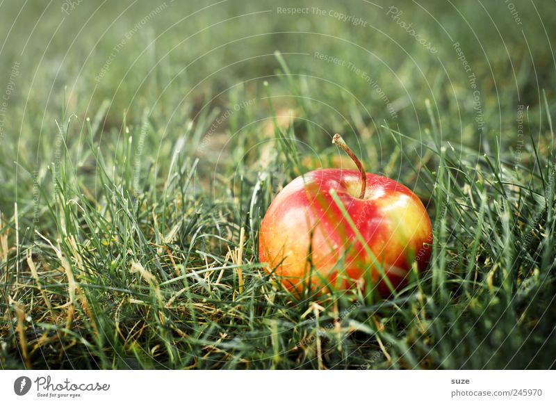 The apple fell quite far from the tree Food Fruit Apple Nutrition Vegetarian diet Grass Meadow Lie Authentic Friendliness Natural Juicy Sweet Green Red Harvest