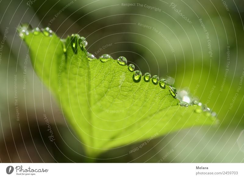 Dew drops on green leaf reflect in the sun Nature Plant Drops of water Sunlight Spring Beautiful weather Leaf Forest Esthetic Exceptional Green Idyll Transience