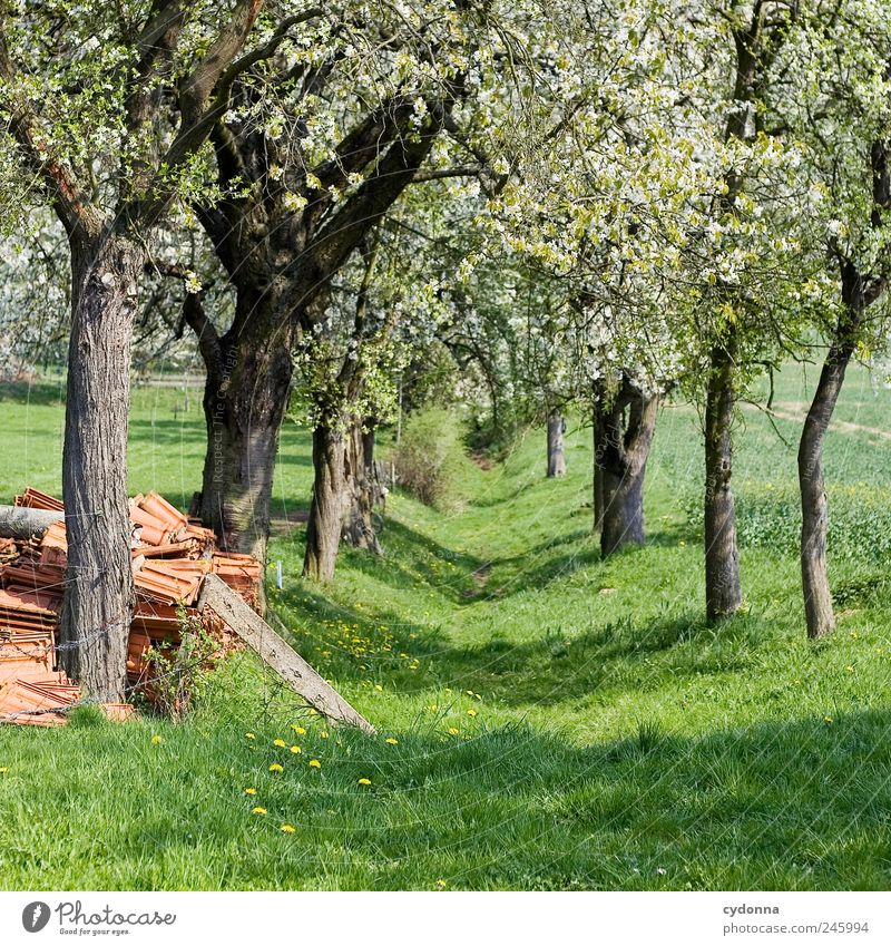 spring trail Harmonious Well-being Relaxation Calm Trip Hiking Environment Nature Landscape Spring Tree Blossom Meadow Movement Loneliness Uniqueness Discover