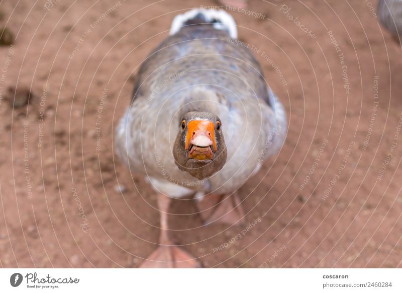Irritated angry goose attacking Mouth Nature Animal Bird 1 Aggression Anger Fear of death aggressive Assault Beak danger defensive Domestic duck eye Farm fowl