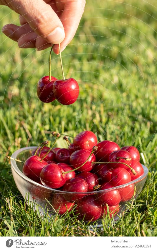 Fresh cherries Food Fruit Picnic Organic produce Bowl Man Adults Fingers Summer Garden Touch To hold on Healthy Green Red To enjoy Cherry Delicious Candy Take