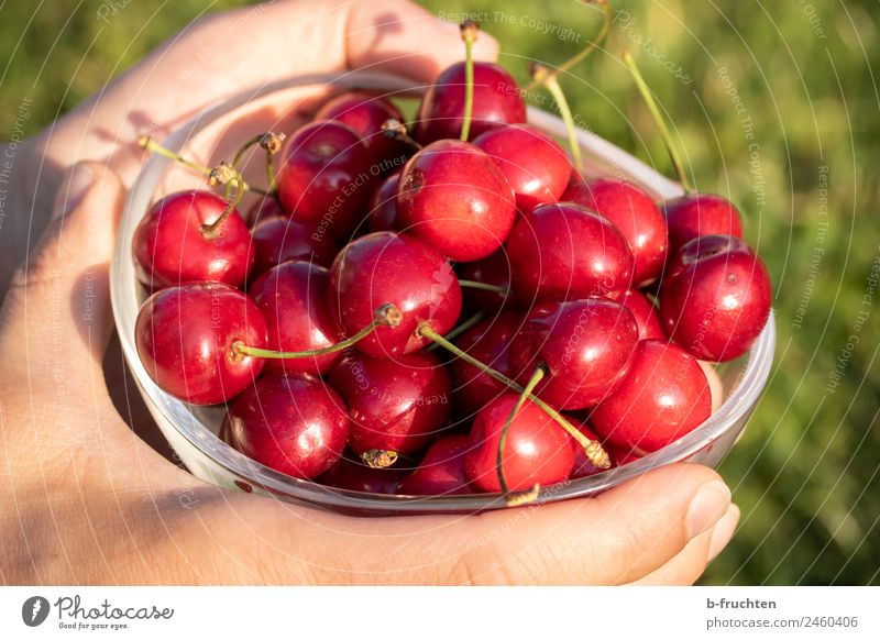 a bowl of cherries Food Fruit Organic produce Bowl Glass Hand Summer Garden To hold on Red Cherry Fruity Harvest Many Colour photo Exterior shot Close-up
