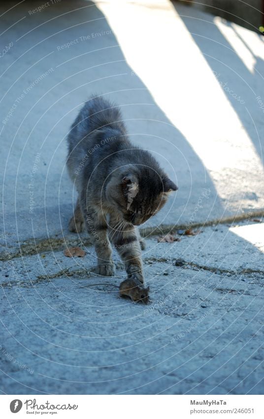 Cat and Mouse Animal Pet 2 Movement Hunting Playing Aggression Dark Authentic Blue Gray White Colour photo Exterior shot Deserted Morning Shadow Contrast