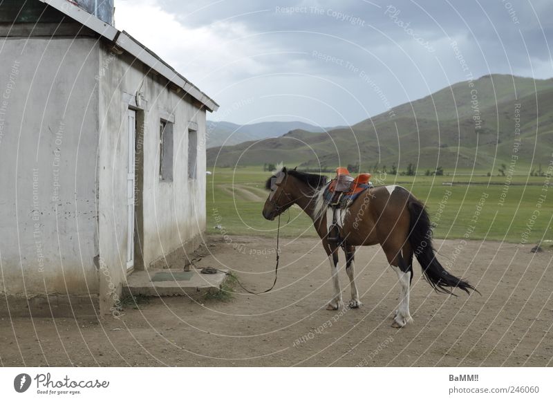 shopping Ride Landscape Animal Clouds Storm clouds Summer Wind Hill Mountain Steppe Mongolia House (Residential Structure) Building Facade Window Door