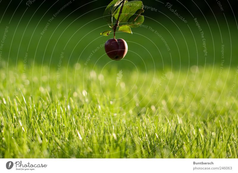ground level Apple Nature Plant Summer Tree Grass Leaf Apple tree Apple tree leaf Garden Meadow Hang Green Red Perspective Colour photo Exterior shot Day