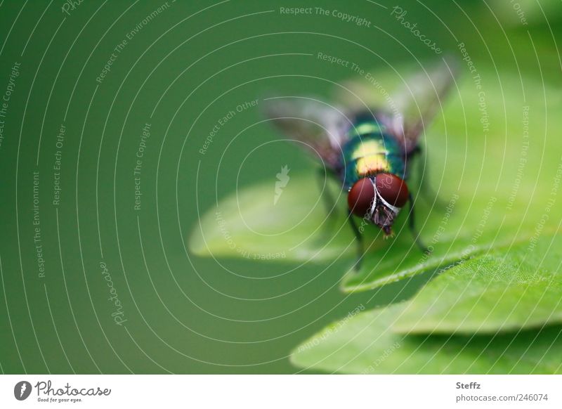 Gold fly on a green leaf Greenbottle fly Leaf Fly green fly Compound eye faceted eyes Bright green naturally Glittering Simple Domestic Small Near Brown shine