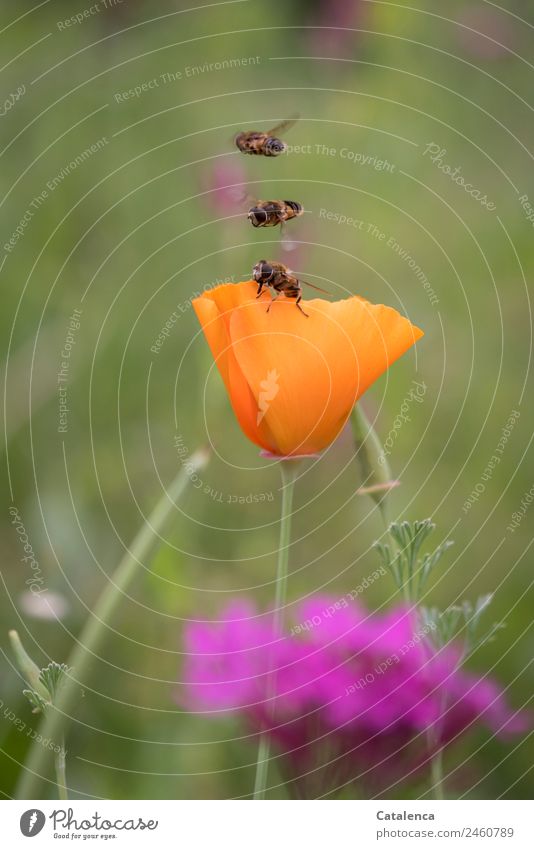 Speed | precisely matched to each other Nature Plant Animal Summer Beautiful weather Flower Grass Leaf Blossom Poppy blossom Garden Meadow Field hoverflies Fly