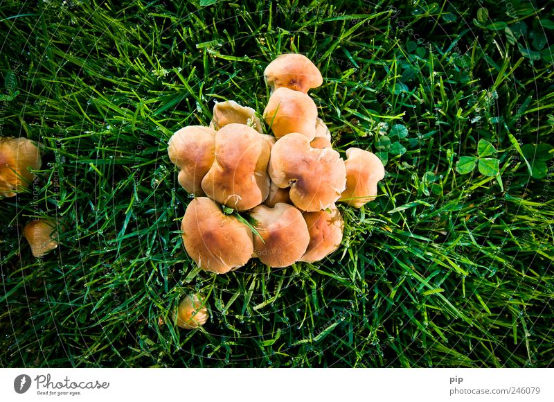 family in the green Grass Mushroom Meadow Brown Gold Green Attachment Multiple Colour photo Exterior shot Deserted Copy Space right Morning Shadow Contrast