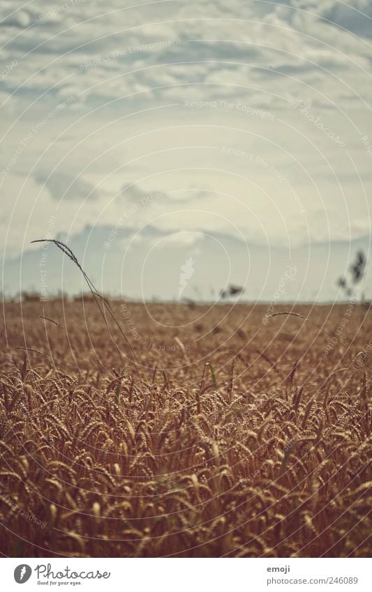 cornfield Nature Landscape Sky Summer Climate change Agricultural crop Field Mountain Dark Grain Grain field Cornfield Agriculture Natural Colour photo