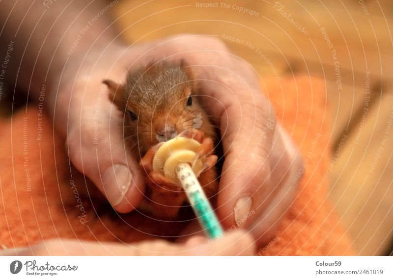 squirrels Milk Bottle Nursing Baby Hand Nature Animal Wild animal Pelt 1 Baby animal To feed Feeding Love Growth Curiosity Cute Soft Brown