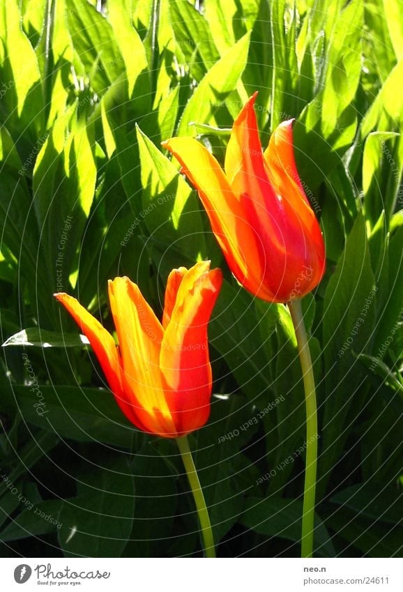 fire tulip Summer Sun Garden Nature Spring Beautiful weather Flower Tulip Blossom Yellow Green Orange Red Colour Multicoloured Stalk Fire Blossoming