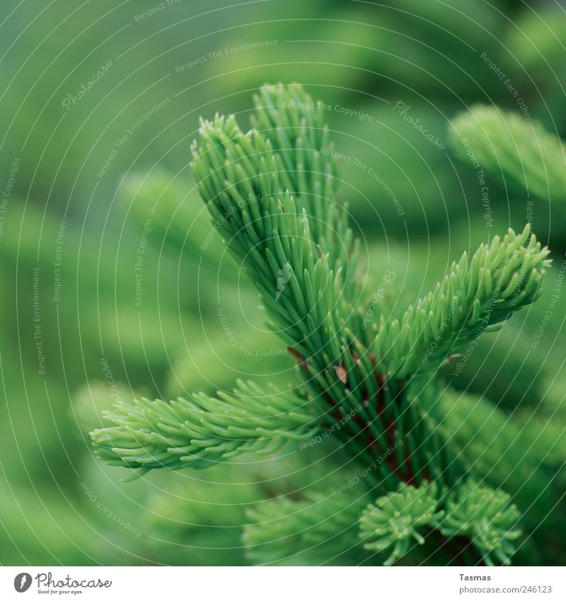 Oh Green World Environment Nature Plant Tree Foliage plant Evergreen plants Fir tree Fir branch Old Growth Juicy Clean Hope Colour photo Exterior shot Detail
