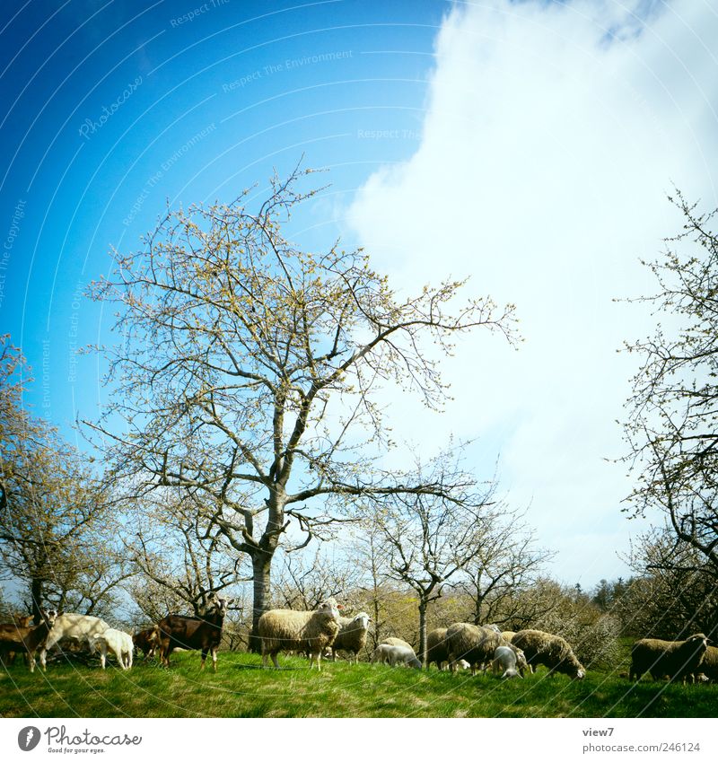 the common summer sheep Environment Nature Landscape Sky Summer Climate Plant Tree Animal Farm animal Group of animals Herd Observe Make Authentic Blue