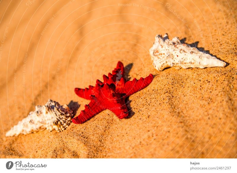 Sandy beach with starfish and snails Vacation & Travel Summer Beach Tourism Starfish Red Snail shell vacation holidays Summer vacation animals bowls Maritime