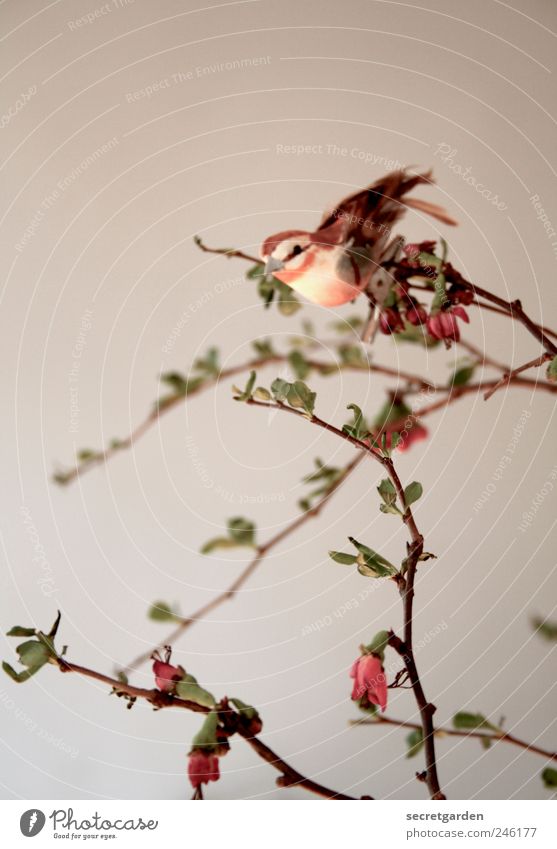 I think you're beeping! Living or residing Flat (apartment) Decoration Art Nature Plant Spring Bird 1 Animal Faded Esthetic Kitsch Small Brown Red White
