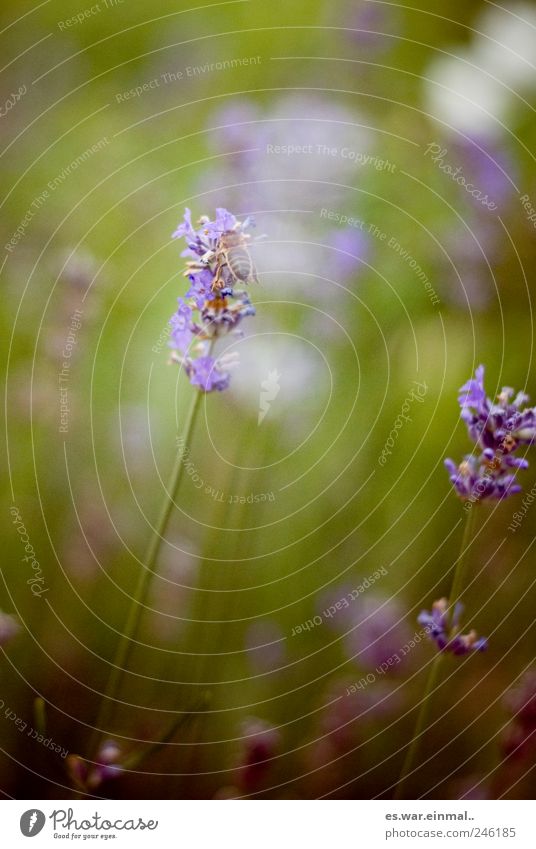 summer in switzerland Flower Grass Flying Bee Wasps Lavender Colour photo