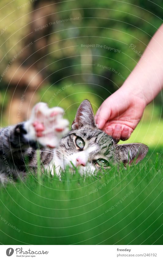 Don't bother me! Hand Fingers Feet Nature Grass Garden Park Animal Pet Cat Animal face Pelt 1 Relaxation Lie Love of animals To console Calm Caress Paw Ear
