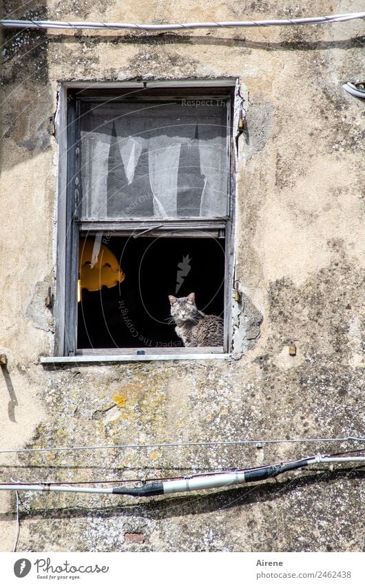 Way of life only with cat Cable Ruin Old building Facade Window Animal Cat 1 Observe Relaxation Sit Curiosity Gray Black Contentment Joie de vivre (Vitality)
