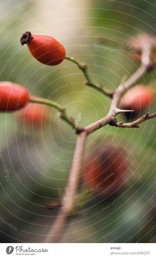 Rosehips I Nature Plant Red Rose hip Thorn Twigs and branches Fruit Colour photo Exterior shot Close-up Detail Macro (Extreme close-up) Deserted Day