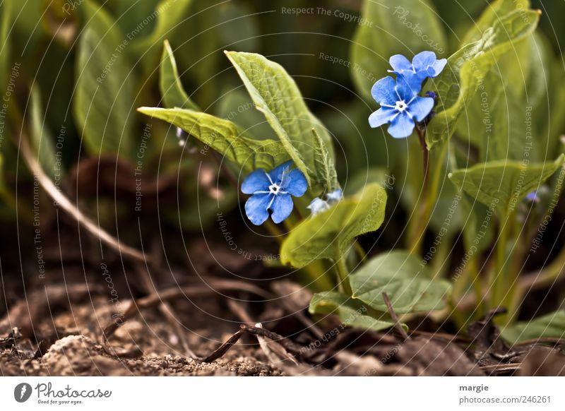 Don't forget me flowers in the bed Nature Plant Animal Earth Spring Summer Flower Leaf Blossom Foliage plant Forget-me-not Garden Park Blossoming Growth