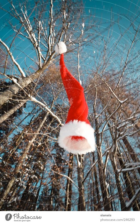 Ho! Ho! Ho! Environment Nature Plant Air Sky Cloudless sky Beautiful weather Wind Forest Cap To fall Flying Happiness Santa Claus hat Christmas & Advent