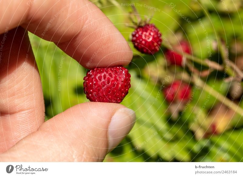 delicious wild strawberries Fruit Man Adults Hand Fingers Garden Forest Select To hold on Fresh Healthy To enjoy Wild strawberry Candy Delicious Colour photo