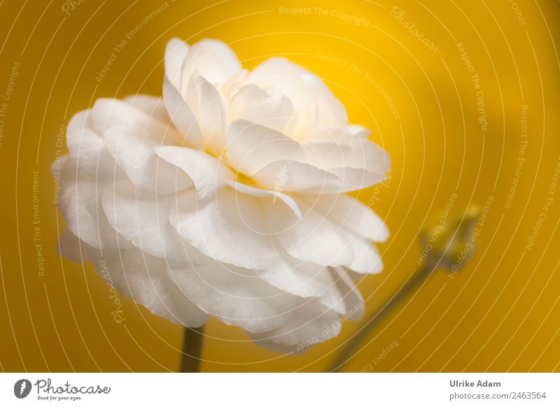 White Ranunculus Elegant Design Life Harmonious Relaxation Calm Meditation Spa Decoration Wallpaper Card Image stock photos Feasts & Celebrations Nature Plant
