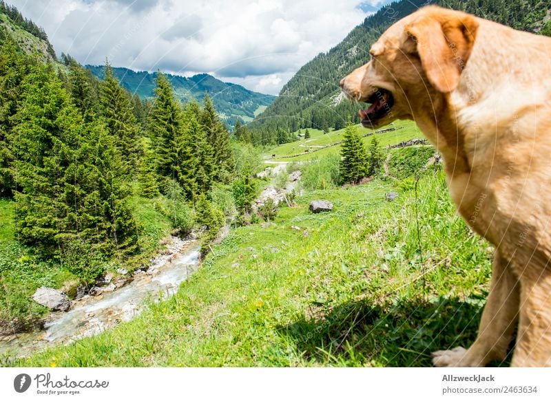Dog looks into the valley from elevated position in front of mountain panorama daylight Beautiful weather Nature Green trees Forest mountains Idyll vacation