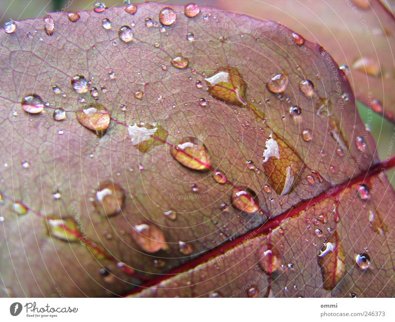 as fresh as a daisy Water Drops of water Plant Leaf Fresh Glittering Wet Natural Nature Rachis droplet Colour photo Detail Macro (Extreme close-up) Deserted