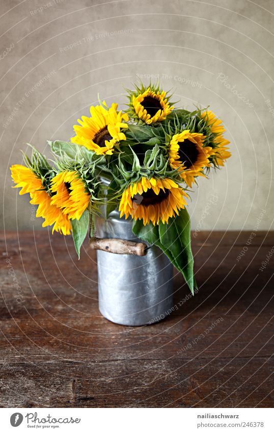 sunflowers Plant Flower Sunflower Bouquet Milk churn tin can Wood Metal Blossoming Esthetic Brown Yellow Gold Silver Colour Idyll Colour photo Interior shot